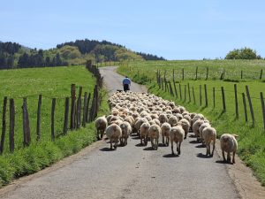 Leading Sheep.jpeg